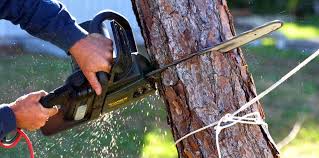 Best Tree Maintenance Programs  in Aurora, SD