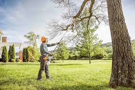 Best Palm Tree Trimming  in Aurora, SD