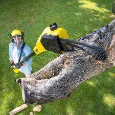 Best Tree and Shrub Care  in Aurora, SD