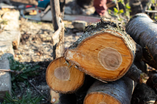 Best Storm Damage Tree Cleanup  in Aurora, SD