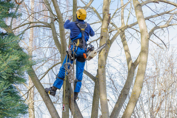 Best Tree Health Inspection  in Aurora, SD