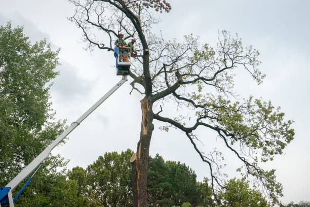 Best Utility Line Clearance  in Aurora, SD