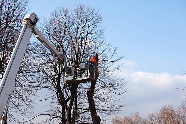 Best Tree Disease Treatment  in Aurora, SD