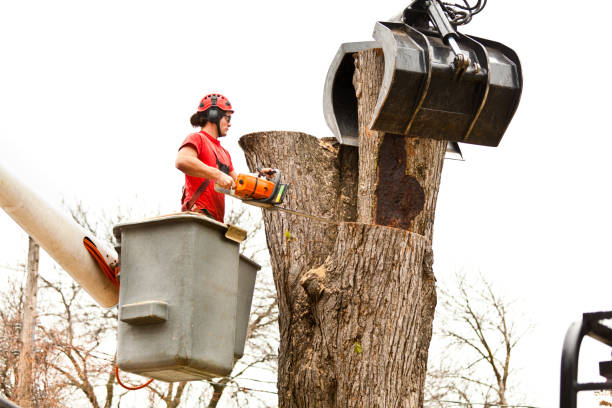 Best Tree Removal  in Aurora, SD